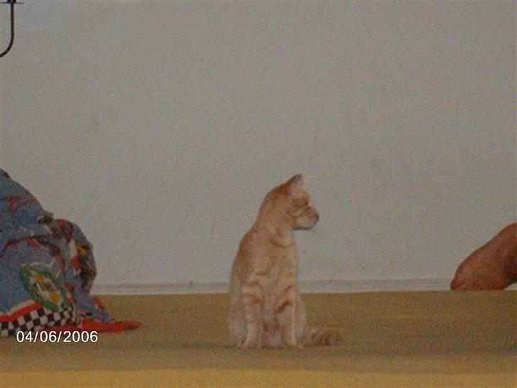 Huskat Vento - Skal vi lave ballade..? billede 15