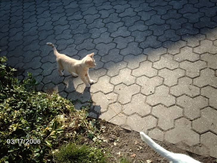 Huskat Vento - Øv hvor er de andre nu henne...? billede 18