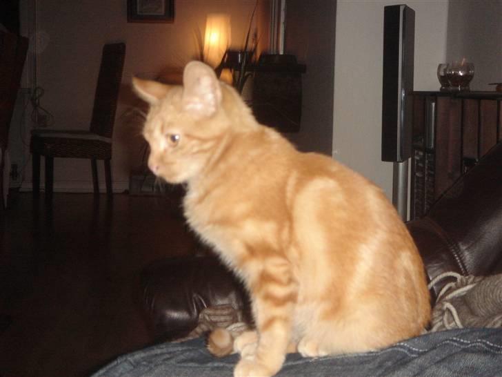 Huskat Eigil (R.I.P. 26.12.12) billede 10