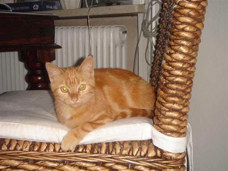 Huskat Eigil (R.I.P. 26.12.12) billede 11