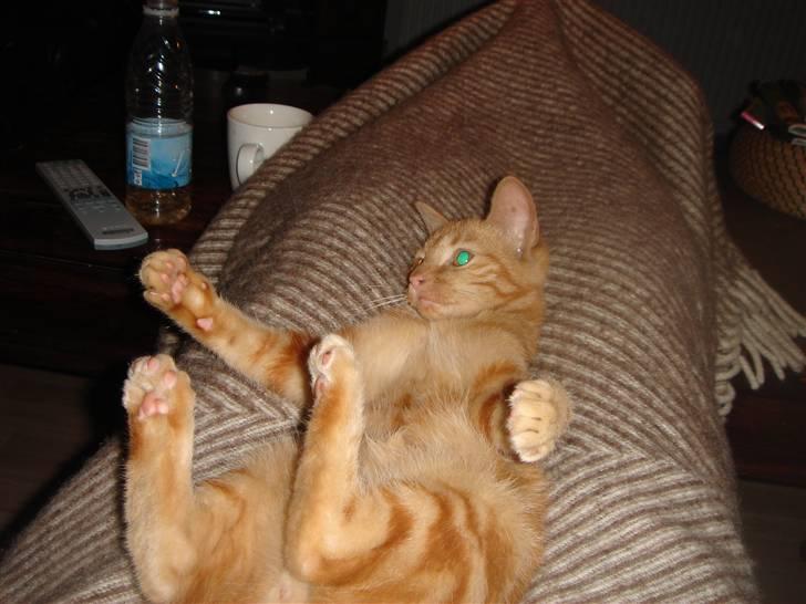 Huskat Eigil (R.I.P. 26.12.12) - Putter ved mor  billede 12