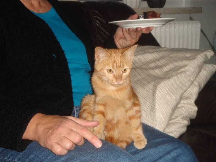 Huskat Eigil (R.I.P. 26.12.12) billede 13