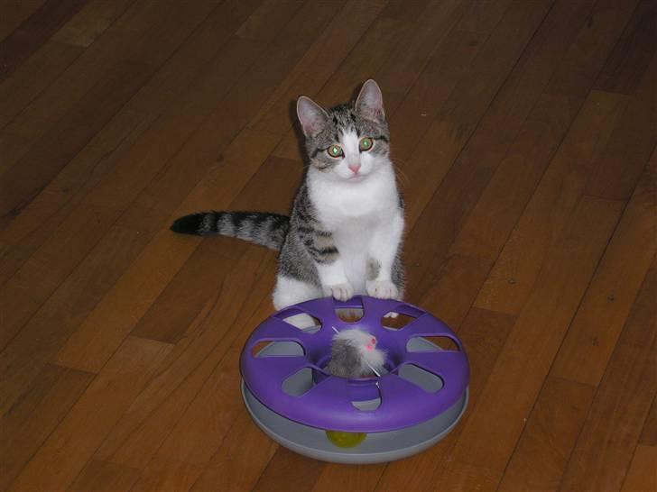 Huskat Mille - Se hvor fin jeg er :-) billede 1