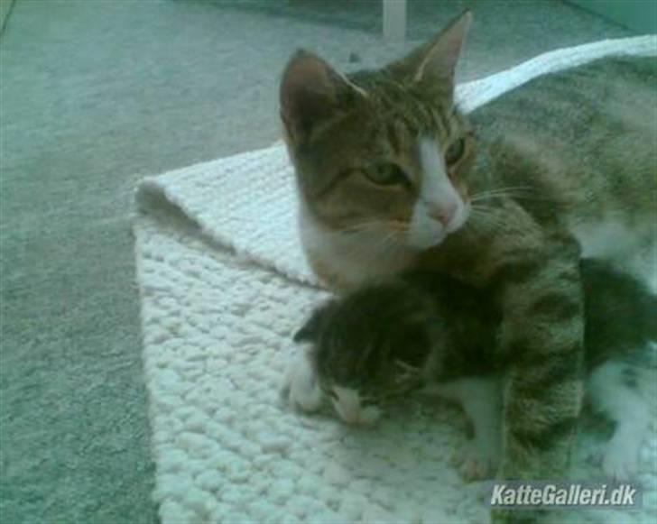 Huskat Mille - Mille sammen med sin mor - billed lånt af opdratter billede 2