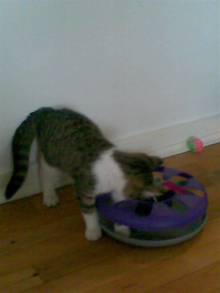 Huskat Mille - Mille leger med bolden.. Kan ikke forstå hvorfor den ikke kan komme ud :-) billede 3