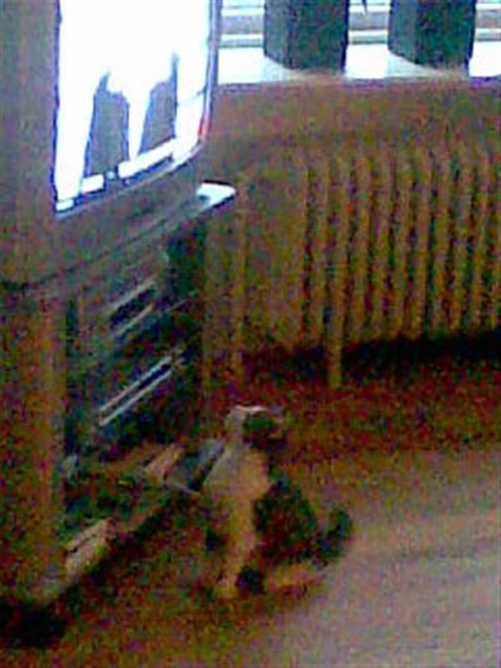 Huskat Mille - Mille ser fjernsyn billede 4