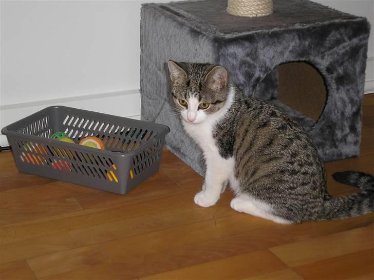 Huskat Mille - Kurven fyldt med bolde... billede 5