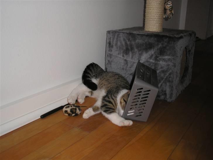 Huskat Mille - .... og nu er de alle ude.. :-) billede 6