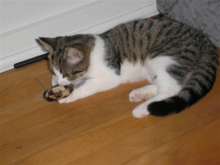 Huskat Mille billede 7