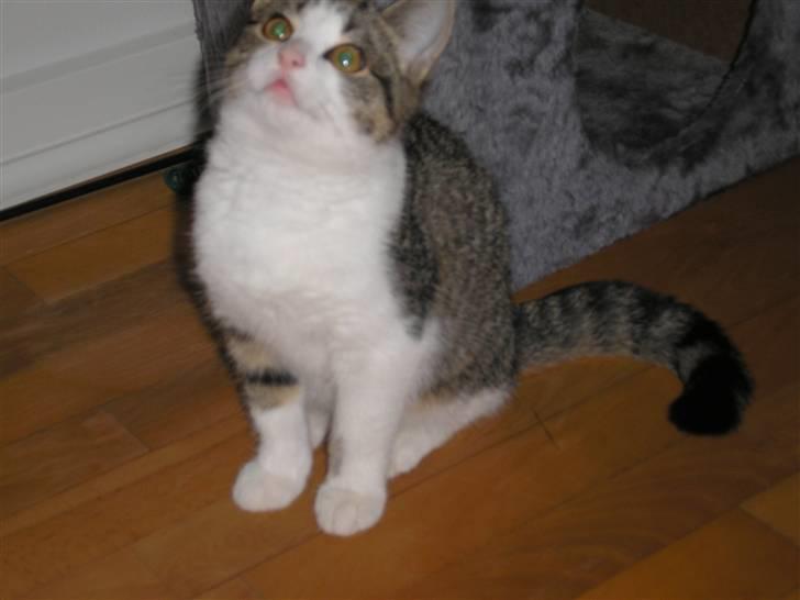 Huskat Mille billede 8