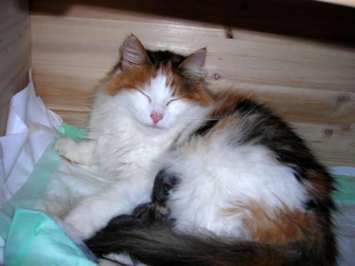 Norsk Skovkat  Carisma Cat's Beauty Que billede 11