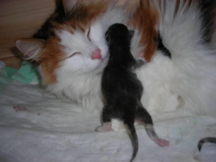 Norsk Skovkat  Carisma Cat's Beauty Que billede 12