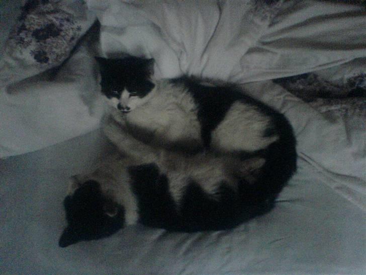 Huskat bohh Aflivet  billede 20