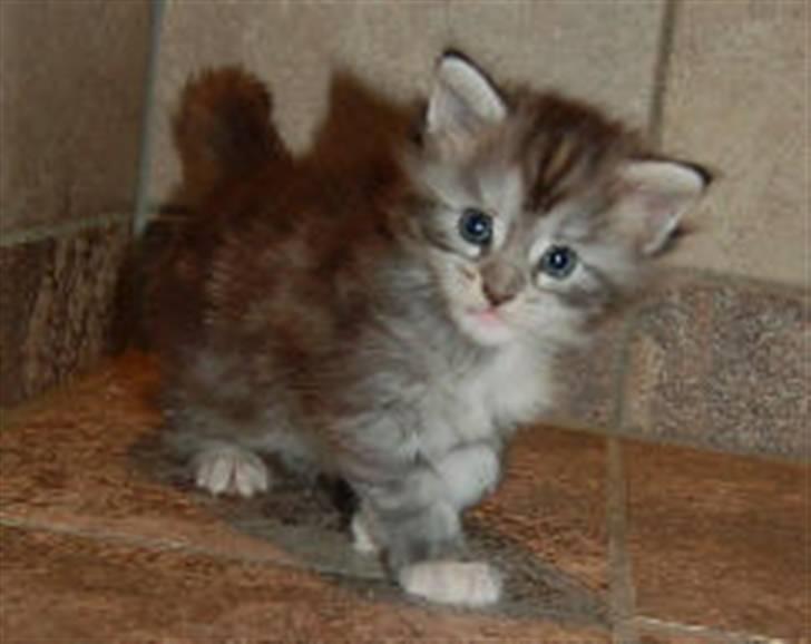 Maine Coon Happyness sky  R.I.P - her er hun 4 uger  billede 1