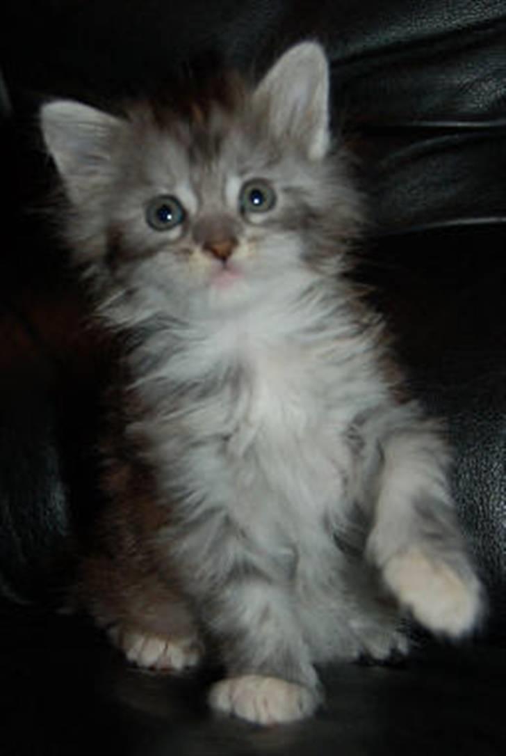 Maine Coon Happyness sky  R.I.P - her er hun 5uger  billede 2