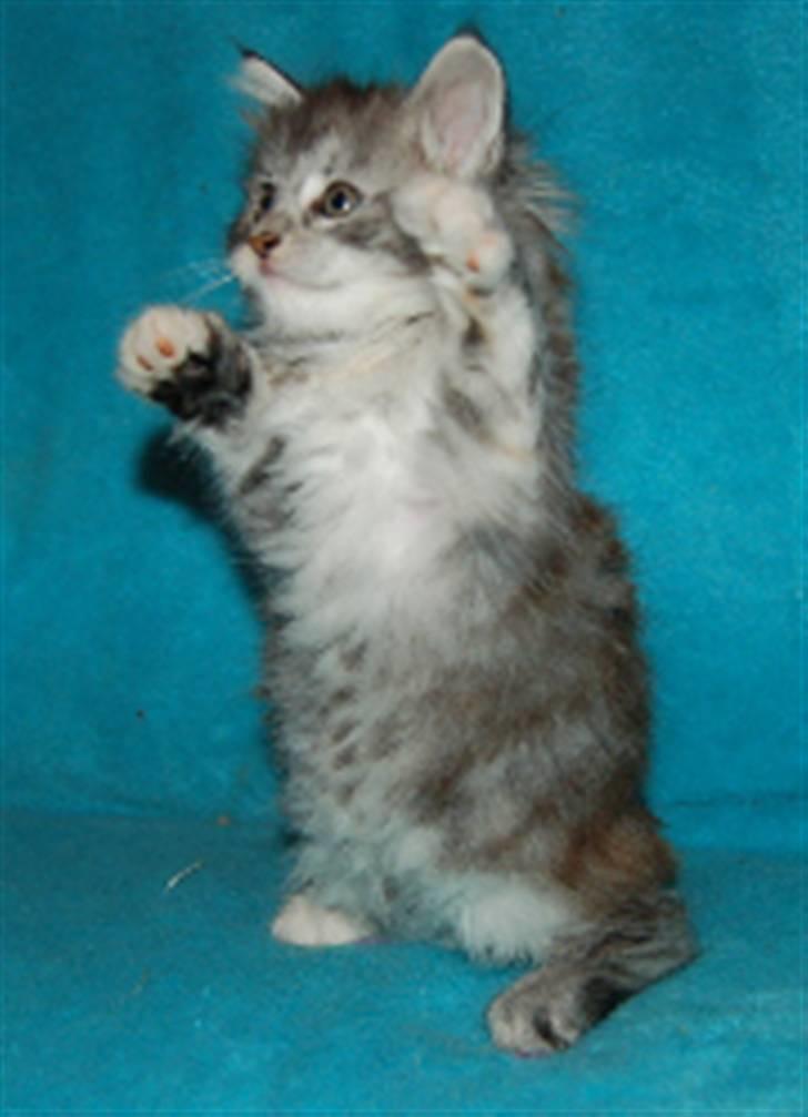 Maine Coon Happyness sky  R.I.P billede 3