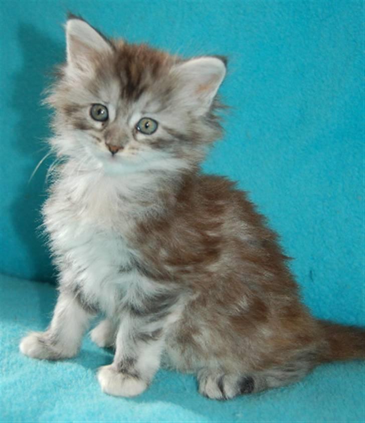 Maine Coon Happyness sky  R.I.P billede 4