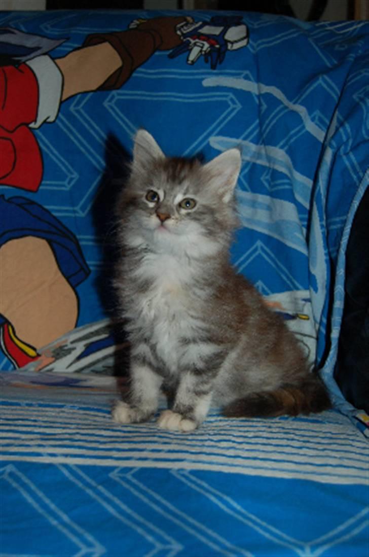 Maine Coon Happyness sky  R.I.P billede 5