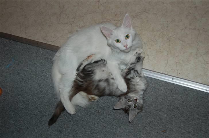 Maine Coon Happyness sky  R.I.P billede 6