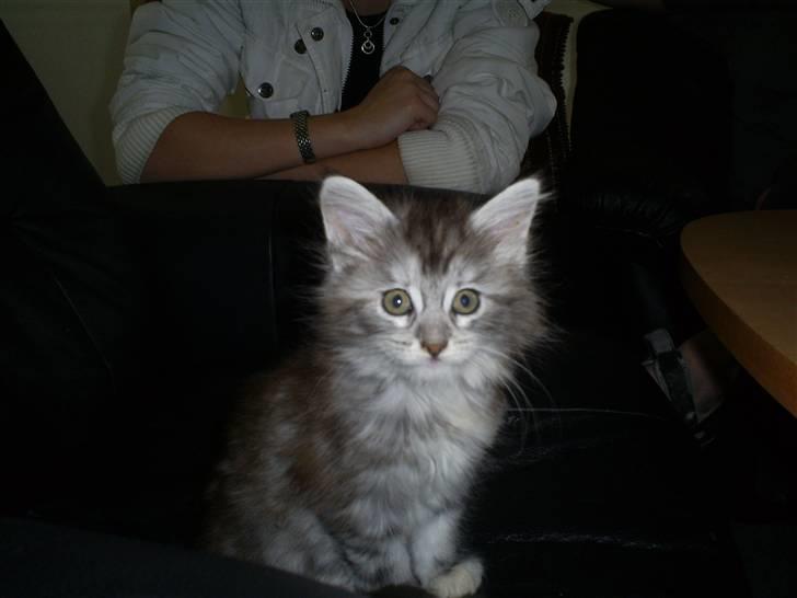 Maine Coon Happyness sky  R.I.P billede 7