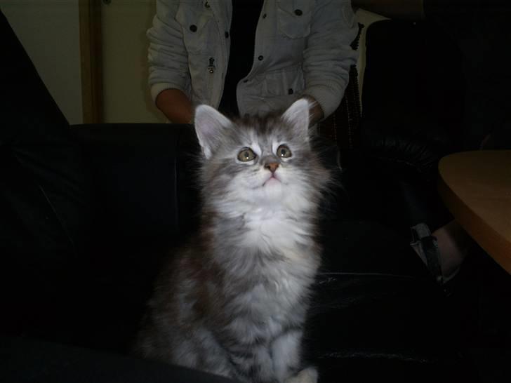 Maine Coon Happyness sky  R.I.P billede 8