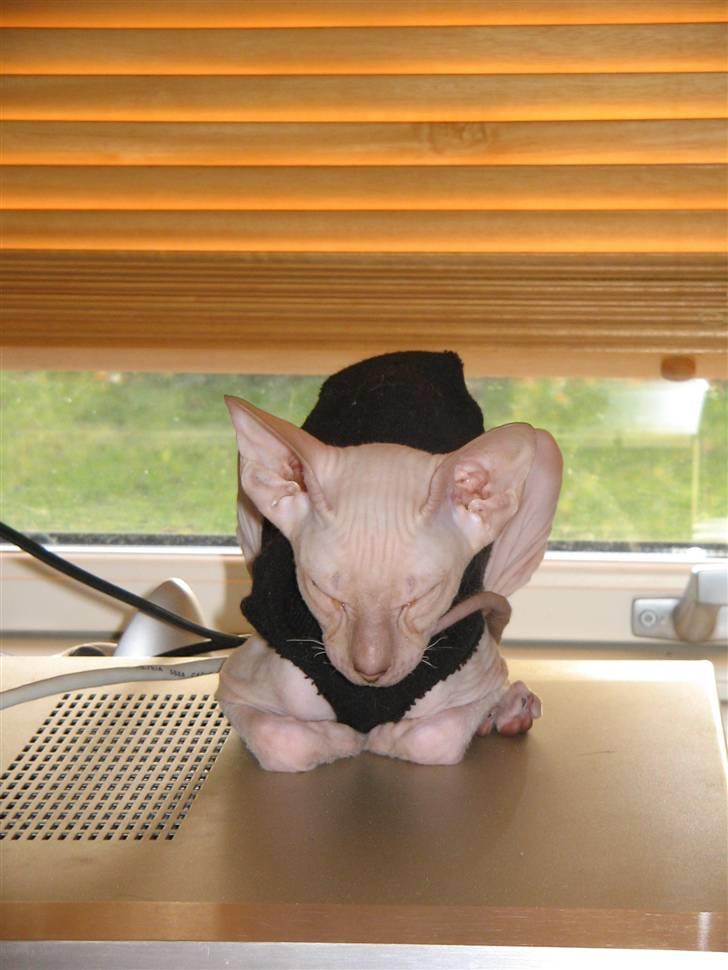 Peterbald rynke - varmer lige fusser på forstærkeren billede 1