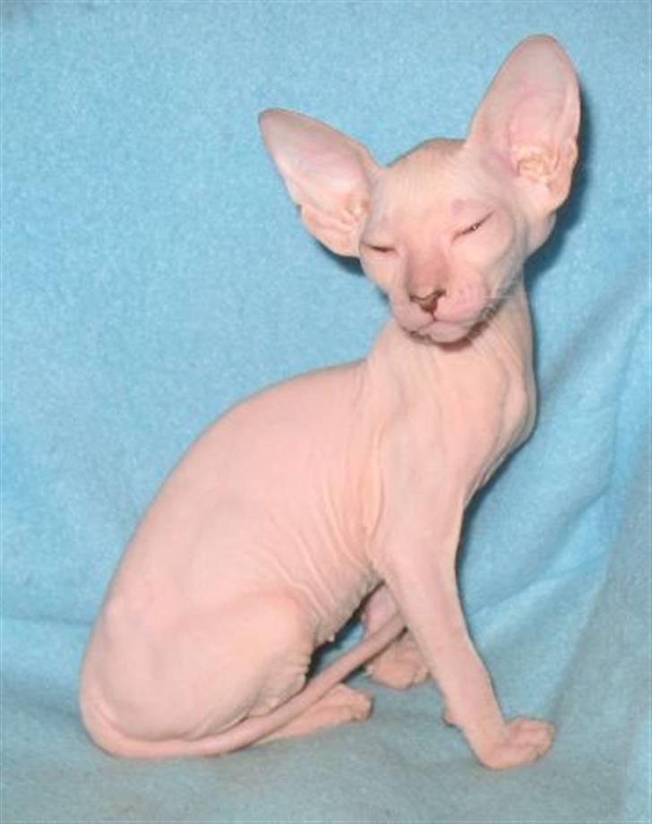 Peterbald rynke billede 2