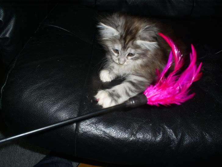 Maine Coon Happyness sky  R.I.P billede 9