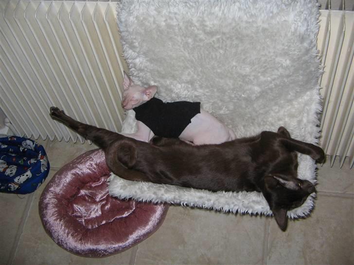 Peterbald rynke billede 3