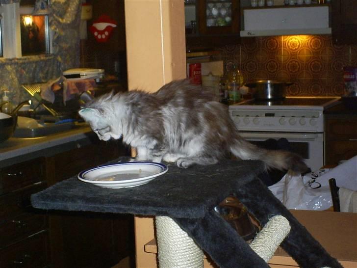 Maine Coon Happyness sky  R.I.P - 12 uger lige kommet hjem  billede 10