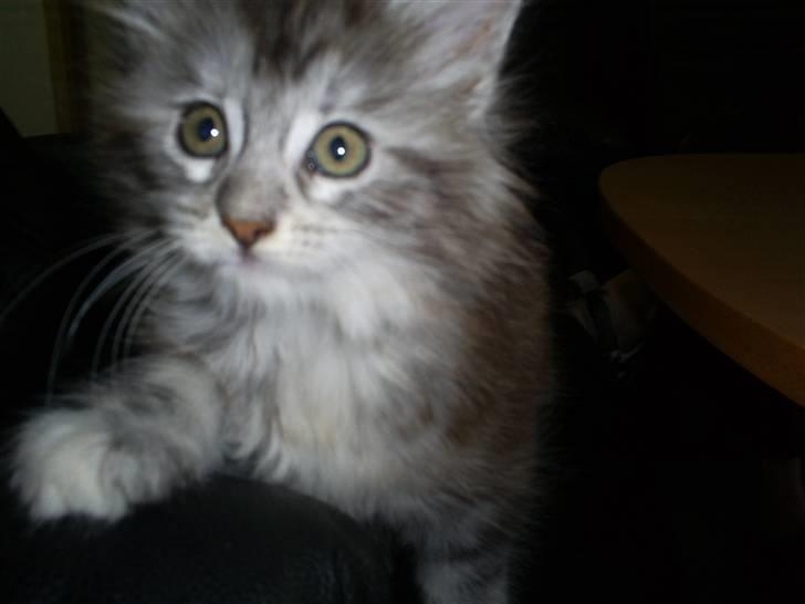 Maine Coon Happyness sky  R.I.P billede 11