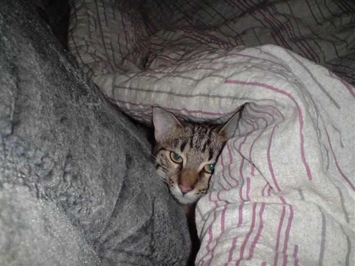 Huskat Spip - Lad nu være, jeg vil sove billede 8