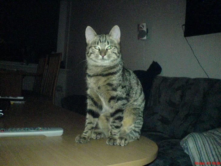 Huskat Spip - Hvem mig??? narj da jeg har ikk gjort noget jeg ikk må:-) billede 9