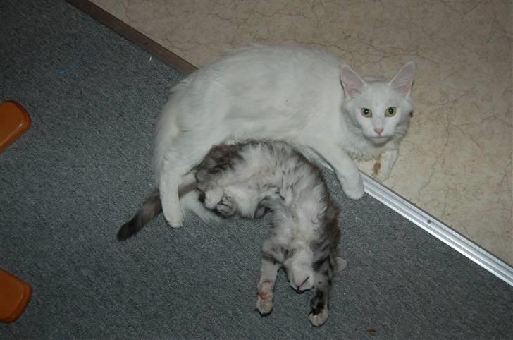 Maine Coon Happyness sky  R.I.P - 12 uger leger med sin mor  billede 12