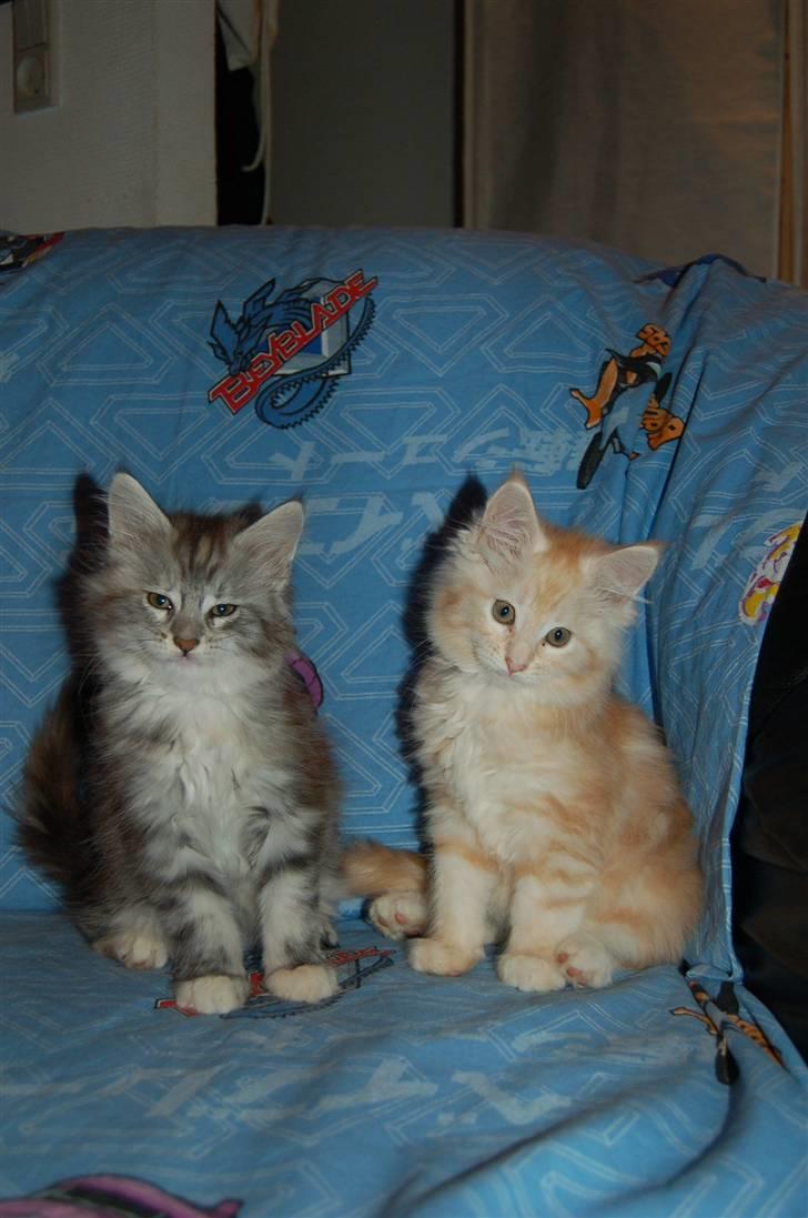 Maine Coon Happyness sky  R.I.P - her er hun ed sin søster  7 uger  billede 13