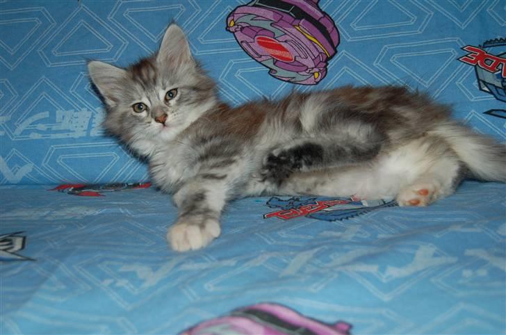 Maine Coon Happyness sky  R.I.P billede 14