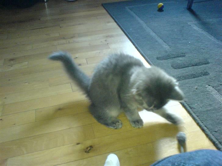 Blanding af racer Mille billede 6