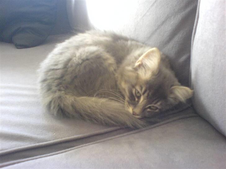 Blanding af racer Mille billede 7