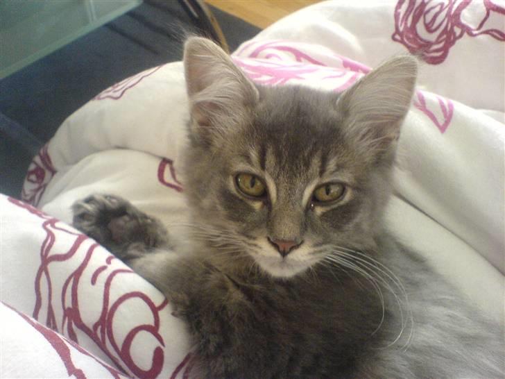 Blanding af racer Mille billede 8