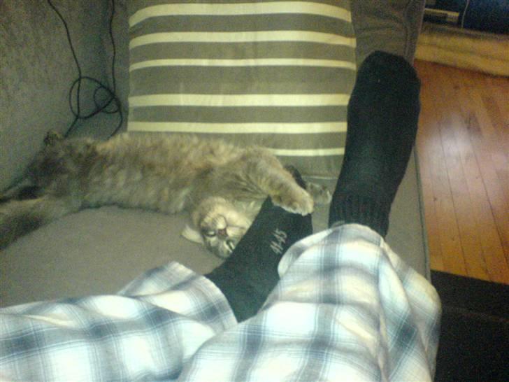 Blanding af racer Mille billede 9