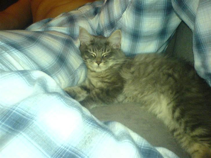 Blanding af racer Mille billede 10