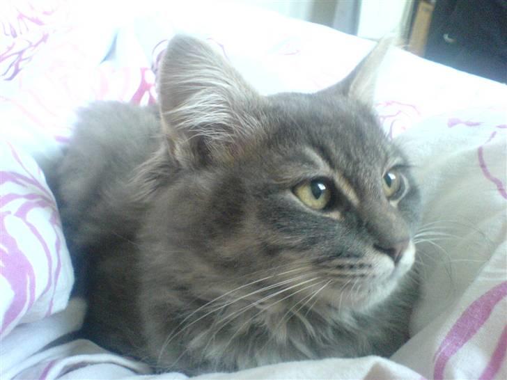 Blanding af racer Mille billede 11