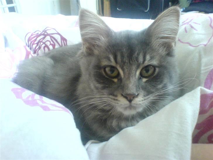 Blanding af racer Mille billede 12