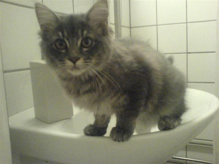 Blanding af racer Mille billede 13