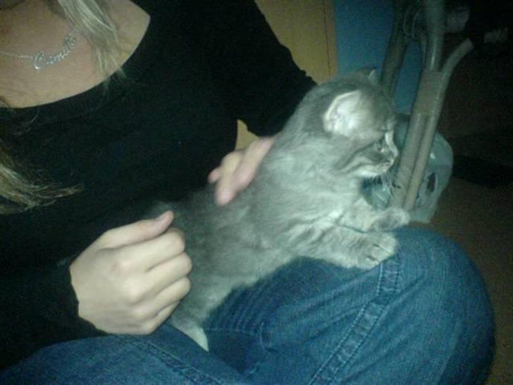 Blanding af racer Mille billede 14