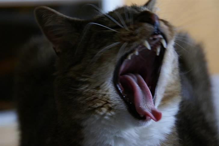 Huskat Trampe - GAAAAAB billede 1