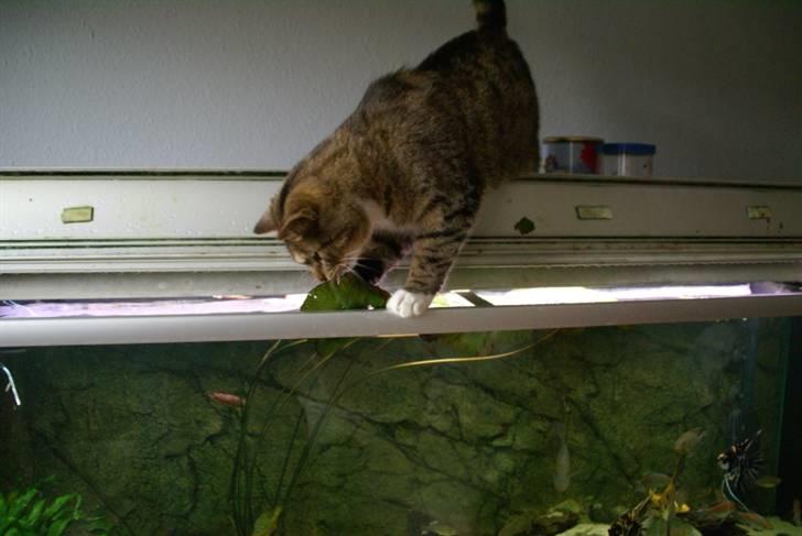 Huskat Trampe - Trampe hjælper til at ta ud døde planter i akvariet :) billede 2