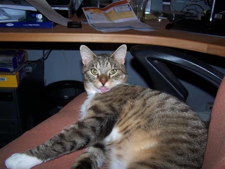 Huskat Trampe - Tungen er ude stort set hele tiden. billede 3