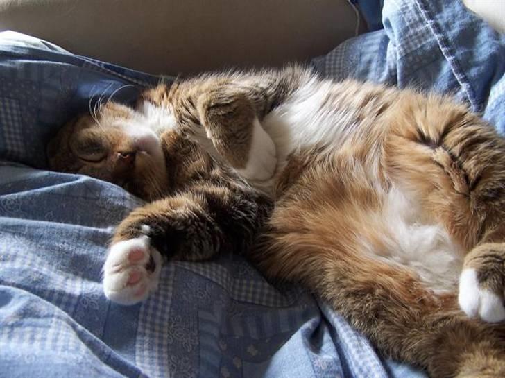 Huskat Trampe - Sover er det beste jeg ved!  billede 4