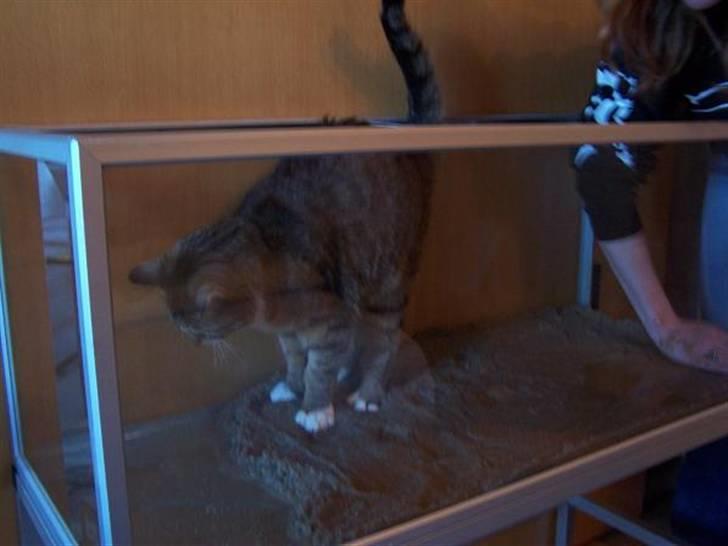 Huskat Trampe - Jeg er også expert på at inrede akvarier :D billede 5